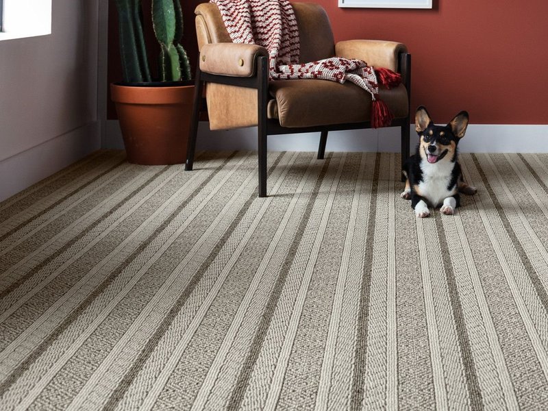 dog on striped carpet - Rickway Carpet in North Mankato, MN